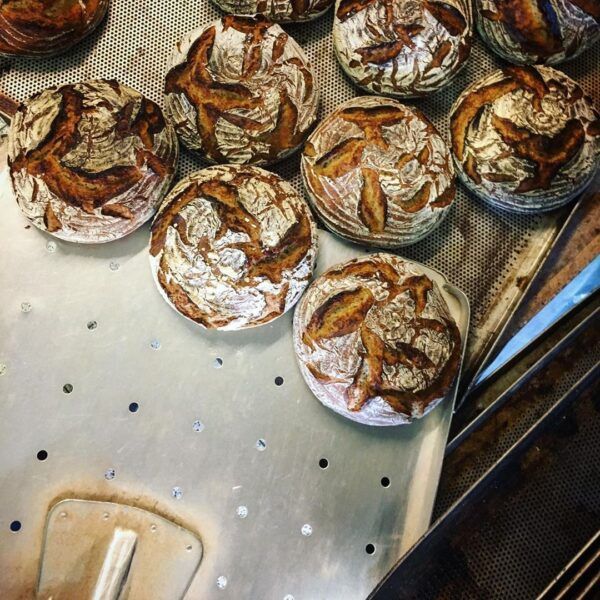 Roggenmischbrot_steinofenbrot_Sylt_Bio_Brot_steinofen_rustikal_sourdough Eine Gruppe BIO STEINOFENBROT auf einem Backblech.